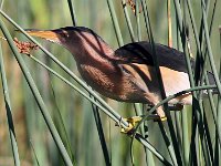 Little bitern3  Little Bittern - Frieda Prinsloo 2013 : frieda